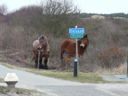 In de winter grazen de paarden voor de deur.