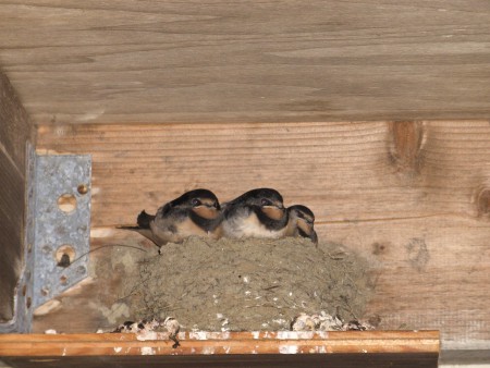 Zwaluwnest onder de overkapping van de schuur