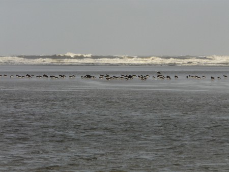 Scholeksters richting Jacobspad