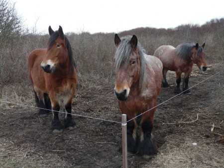 Paarden aan het Bospad