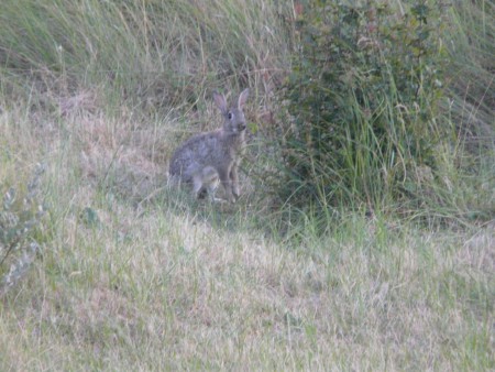 Konijn in de achtertuin