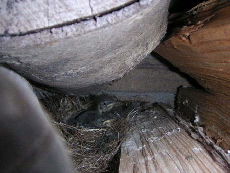 Vogelnestje in de houtstapel