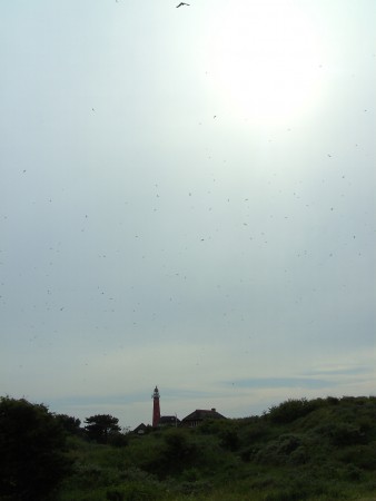 Uitvliegende mierennesten dus cirkelende meeuwen