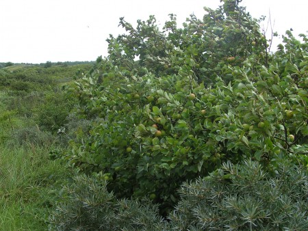 Wilde appel tegenover Casa Maris