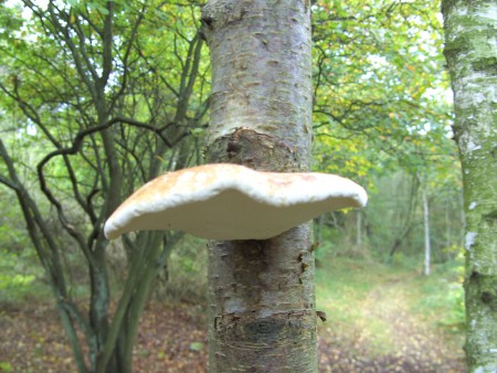 Berkenzwam