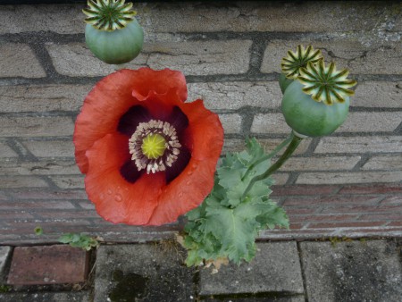 Papaver op terras Casa Maris