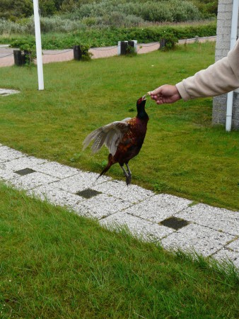 Ook Meneer Frans eet uit de hand