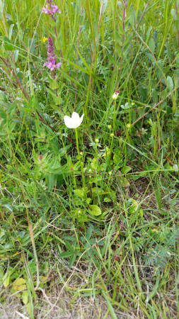 Parnassia