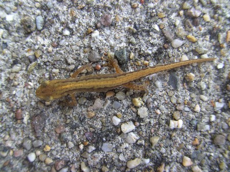 Salamander op het terras van Casa Maris