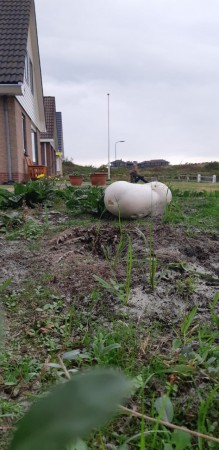 Op een grote paddenstoel.....